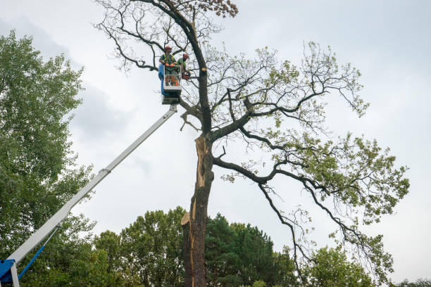 Best Arborist Consultation Services  in Westway, TX